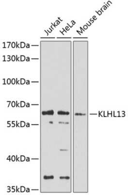 Western Blot: KLHL13 AntibodyBSA Free [NBP3-04601]